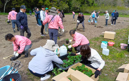 納入した早成桐の苗を分けているようす