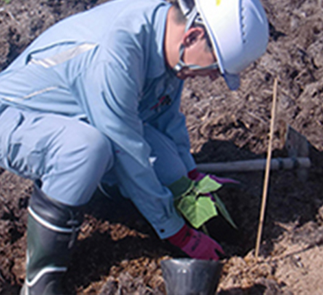 従業員による植樹状況