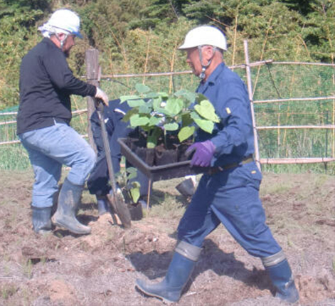 従業員による植樹状況