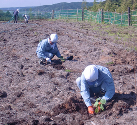 従業員による植樹状況