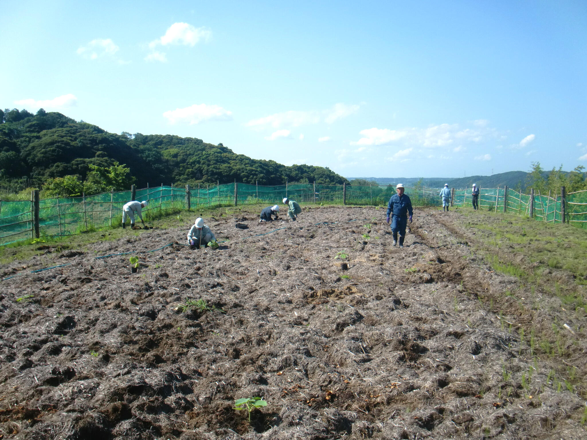 植樹を行った弊社の第1圃場