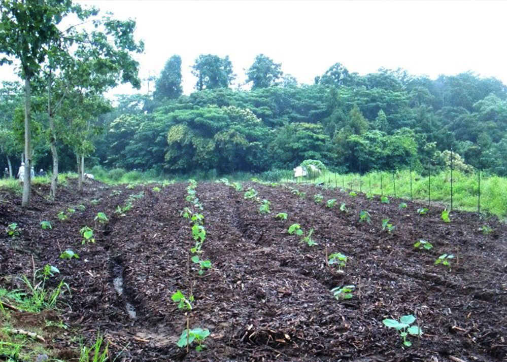 植栽が完了した第３圃場