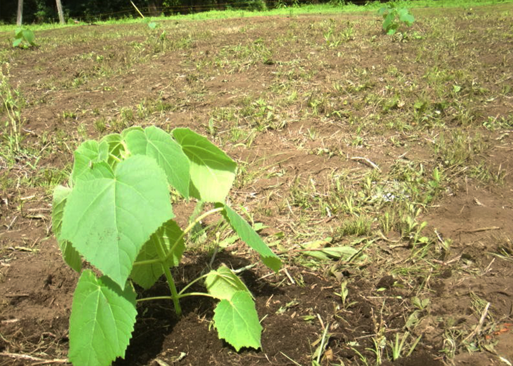 補植された早成桐